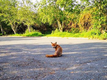 View of cat sitting on road