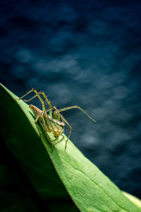 Yellow jumping spider standing on green leaf.