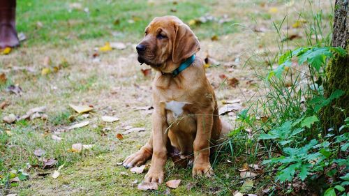 Portrait of a dog on field