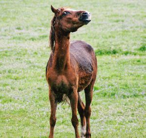 Horse standing in a field