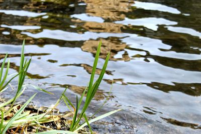 High angle view of plants in lake