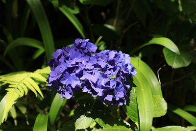 Close-up of purple flowering plant