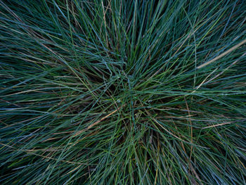 Full frame shot of succulent plant on field