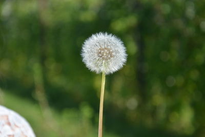 Close-up of dandelion against blurred background