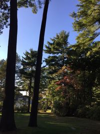 Trees growing on landscape against clear sky