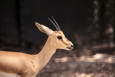 Slender-horned gazelle also called gazella leptoceros live in sandy deserts in northern africa.