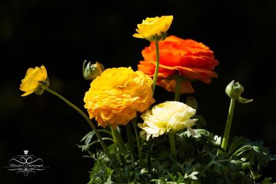 Close-up of yellow flowers against black background