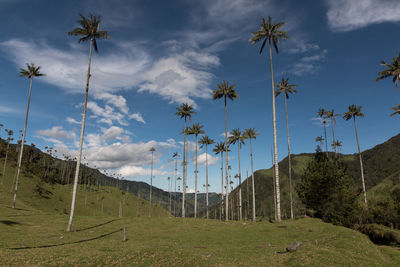 Trees on field at cocora valley