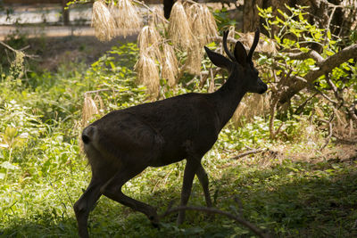 Deer standing on field