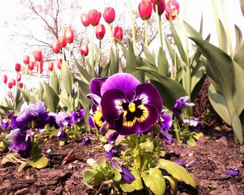 Close-up of purple crocus blooming outdoors