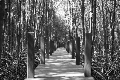 Bamboo trees in forest