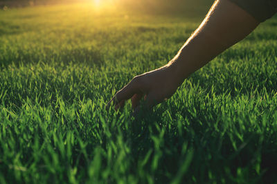 Close-up of hand touching grass at sunset