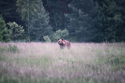 Horse in forest