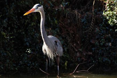 Gray heron on field