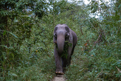 Elephant in forest