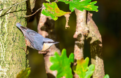 Nuthatch, sitta europaea, climbing down a tree branch