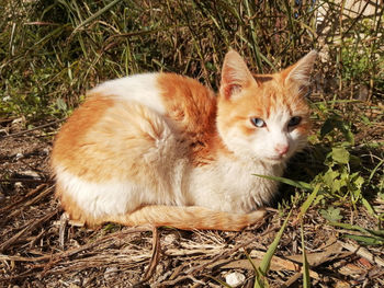 High angle view of a cat on field