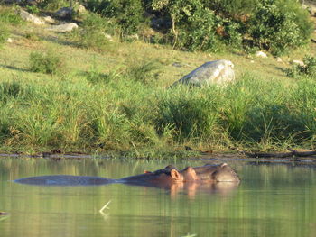 Duck swimming in lake