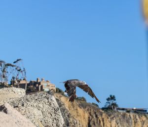 Low angle view of eagle flying against clear blue sky