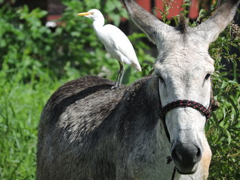 Heron on donkey