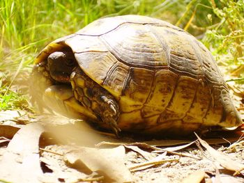 Close-up of turtle on field