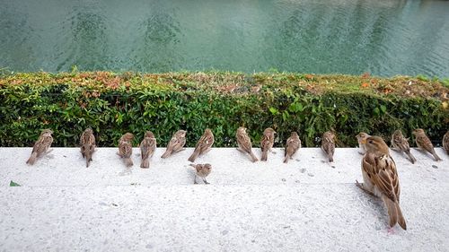 High angle view of birds in water