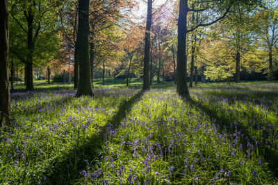 Scenic view of flowering trees in forest