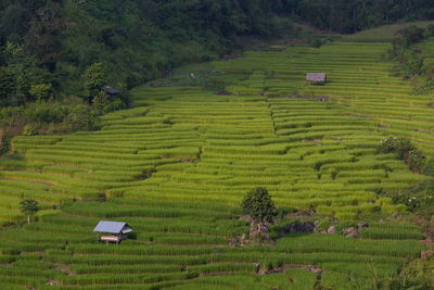 High angle view of agricultural field