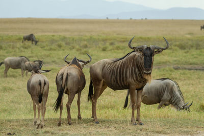 Wildebeest in a field