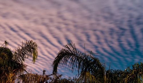 Scenic view of trees against sky at sunset