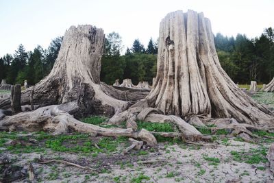 Low angle view of trees against sky