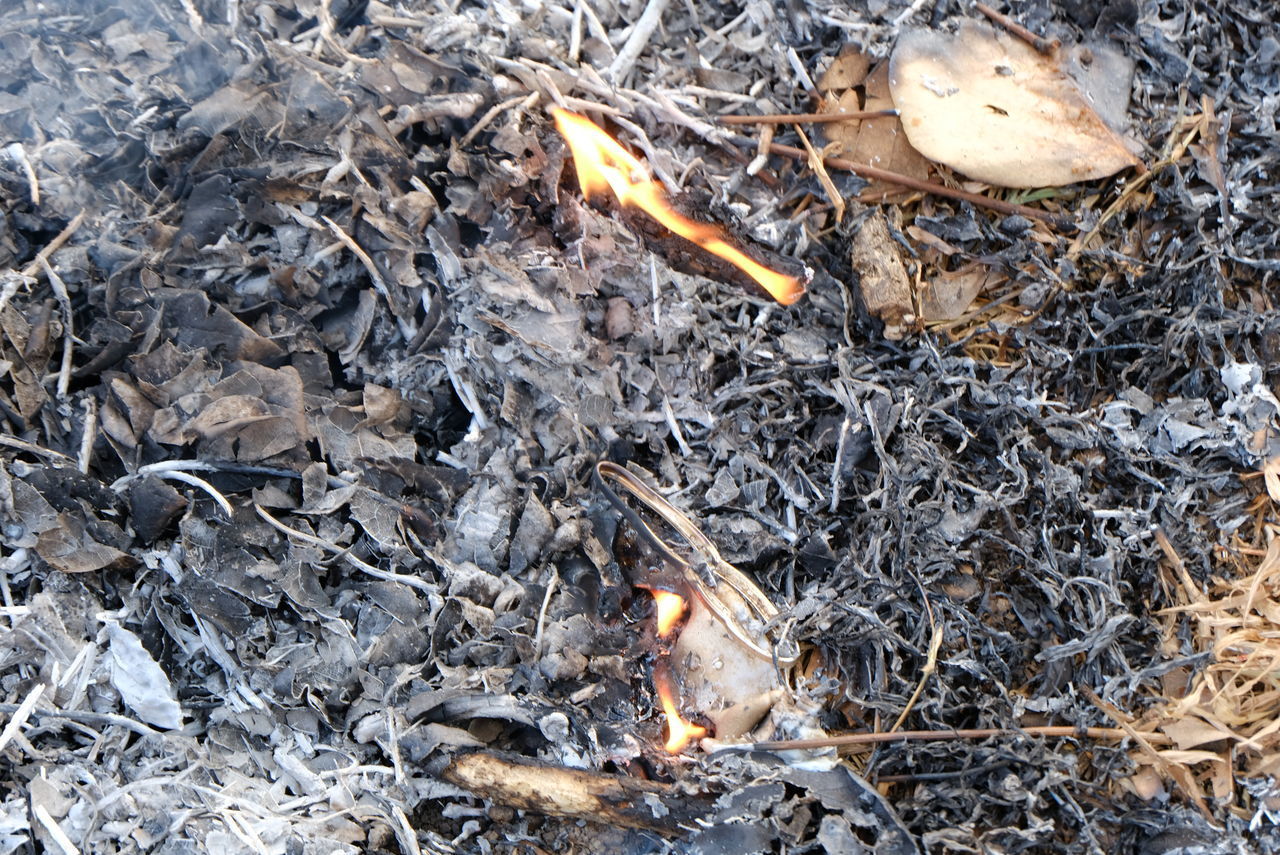 CLOSE-UP OF DEAD PLANT