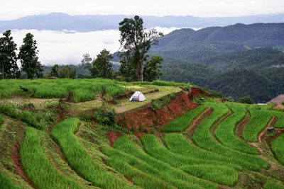 Scenic view of agricultural field