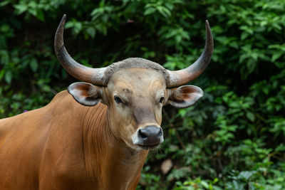 Portrait of horse on land