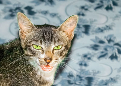 Close-up portrait of a cat