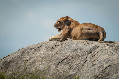 Big cat on rock against sky