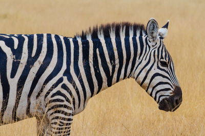 Zebra portrait