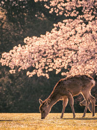 Deer standing in a field