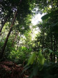 Low angle view of trees