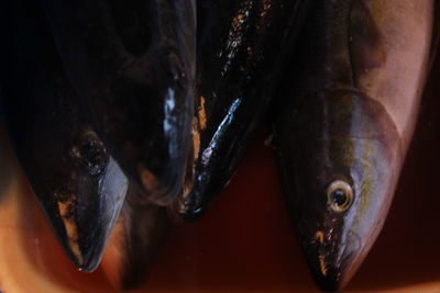 Close-up of fish for sale in market