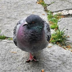 High angle view of bird perching on plant