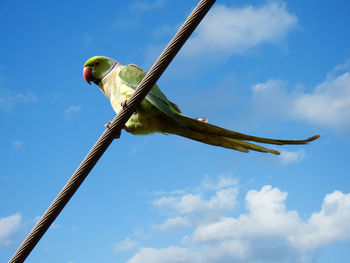 Low angle view of bird perching on metal against sky