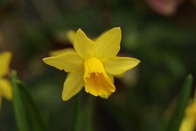 Close-up of yellow flower