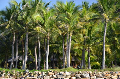 Panoramic view of coconut palm trees against sky