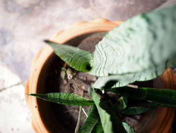 High angle view of potted plant