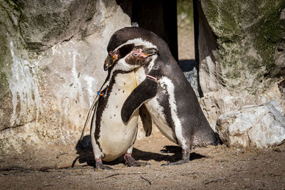 Close-up of penguin on rock