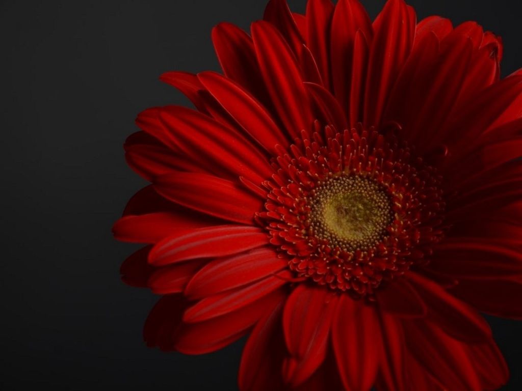 flower, petal, flower head, freshness, red, fragility, beauty in nature, close-up, black background, single flower, studio shot, growth, nature, blooming, pollen, plant, no people, in bloom, stamen, orange color