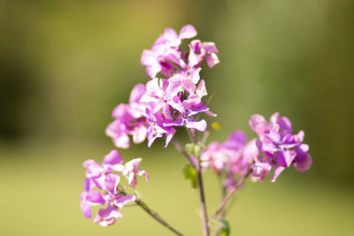 Close-up of pink flowers blooming outdoors