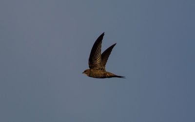 Low angle view of bird flying against clear sky