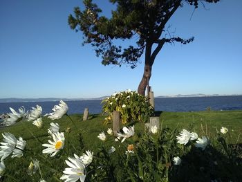 Flowering plants by sea against clear sky